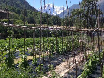 A kitchen garden with view on Mont-Blanc